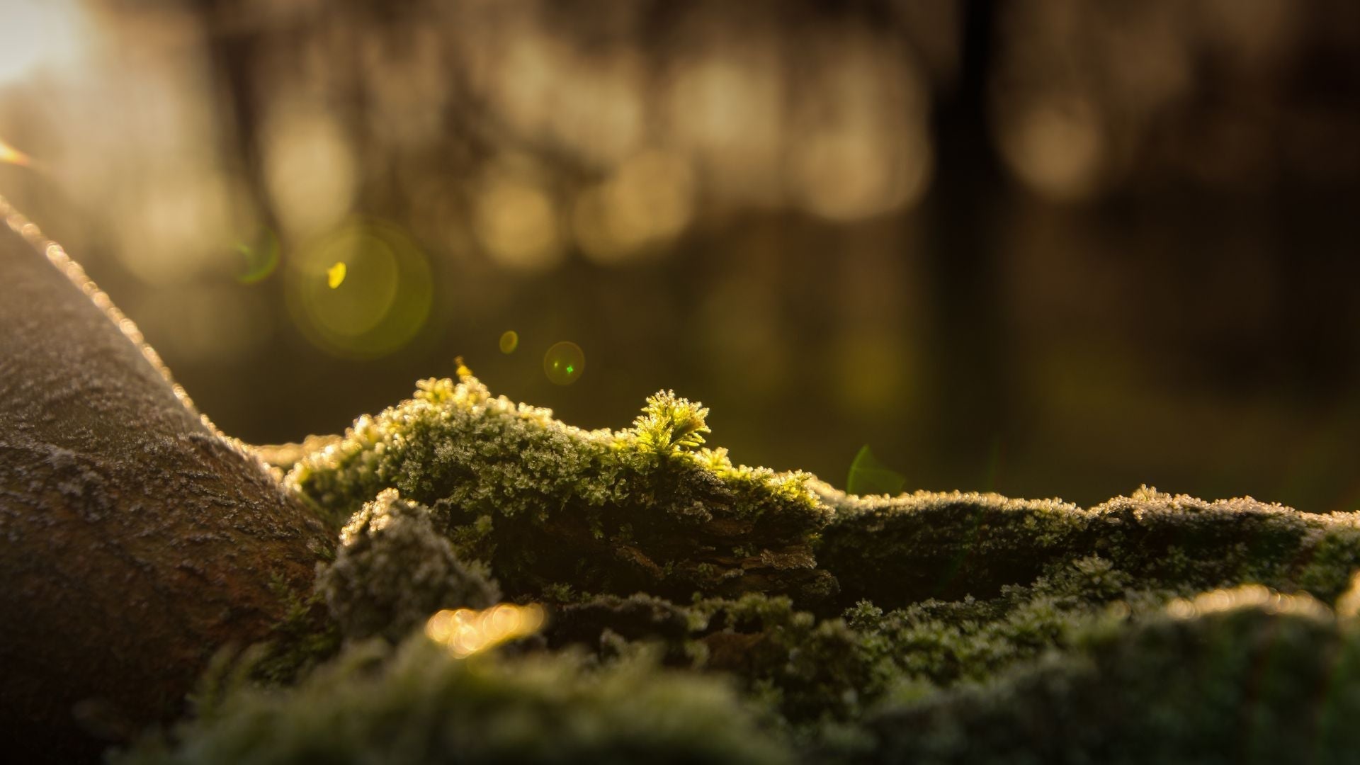 The Beauty and Sustainability of Moss Art - MOSSMOOD