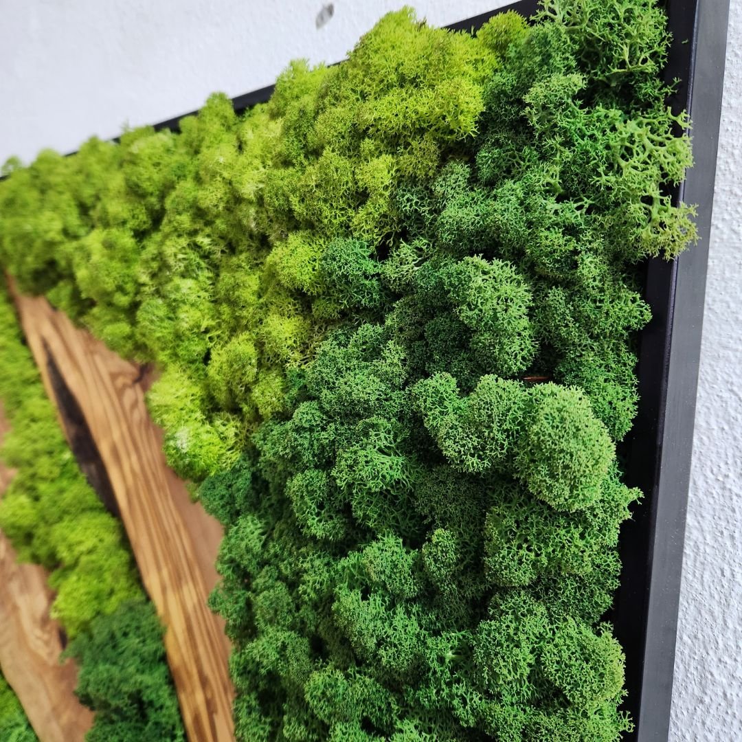 Forest Symphony - MOSSMOOD
