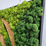 Forest Symphony - MOSSMOOD