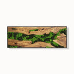 Olive Roots - MOSSMOOD