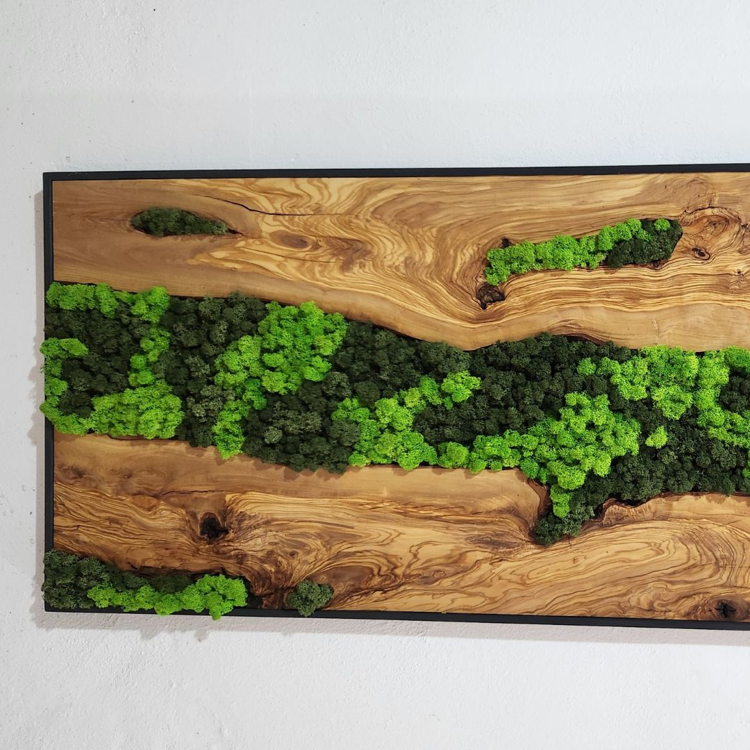 Olive Roots - MOSSMOOD