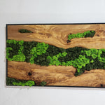 Olive Roots - MOSSMOOD