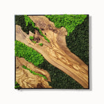 Rainforest Reflection - MOSSMOOD