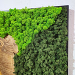 Rainforest Reflection - MOSSMOOD