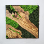 Rainforest Reflection - MOSSMOOD